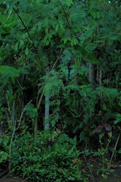 A green background with a plant in the middle of it