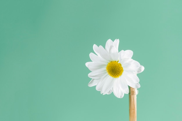 Photo green background with pretty daisy