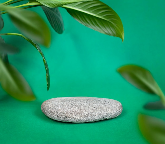 A green background with a stone in the foreground and a plant in the background