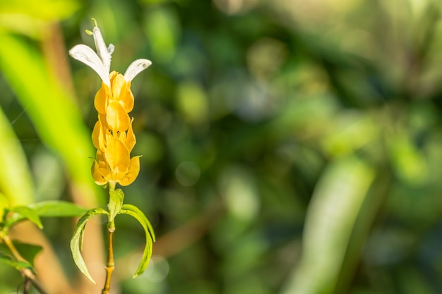 Green background, yellow flowers