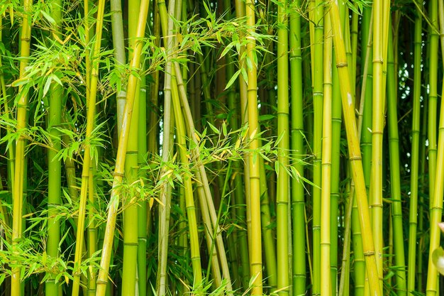緑の竹の背景