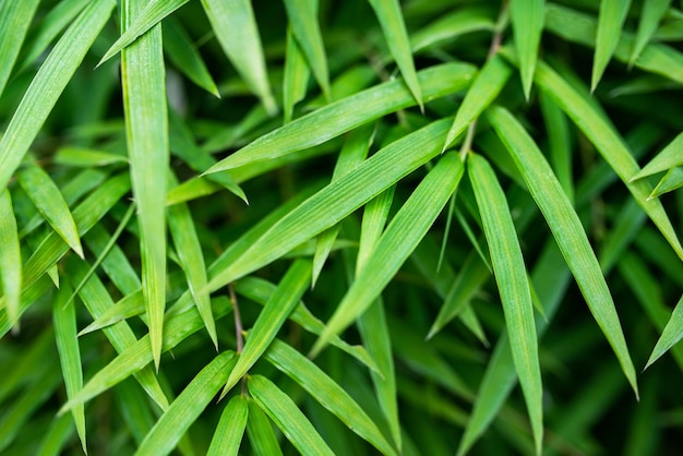 Green bamboo background