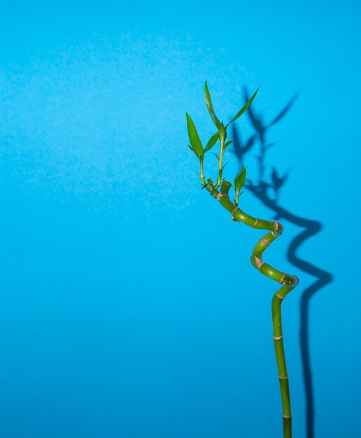 green bamboo on blue background