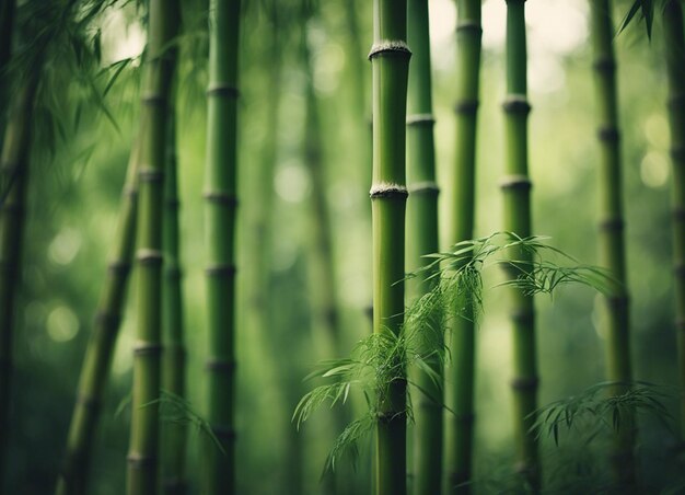 A green bamboo forest in daylight