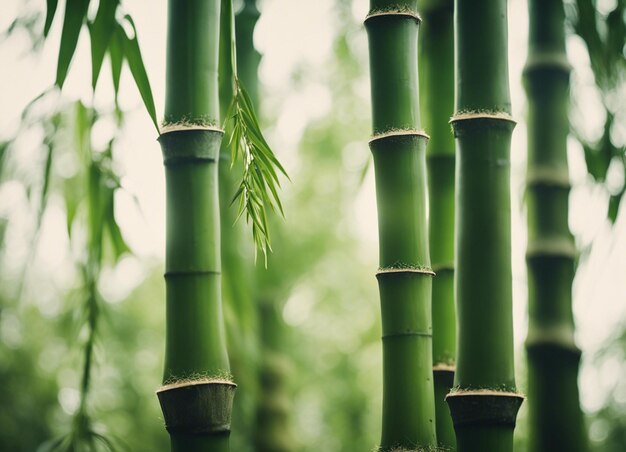 Photo a green bamboo forest in daylight