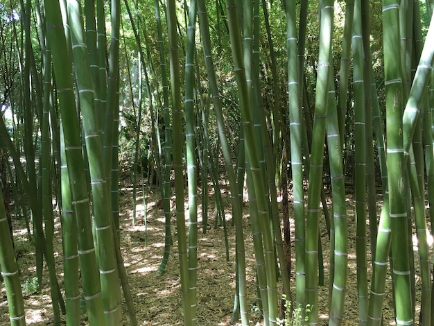 庭の緑の竹林