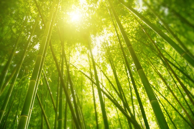 Зеленый бамбуковый лес в утреннем солнечном свете. Размытый фон природы, выборочный фокус.