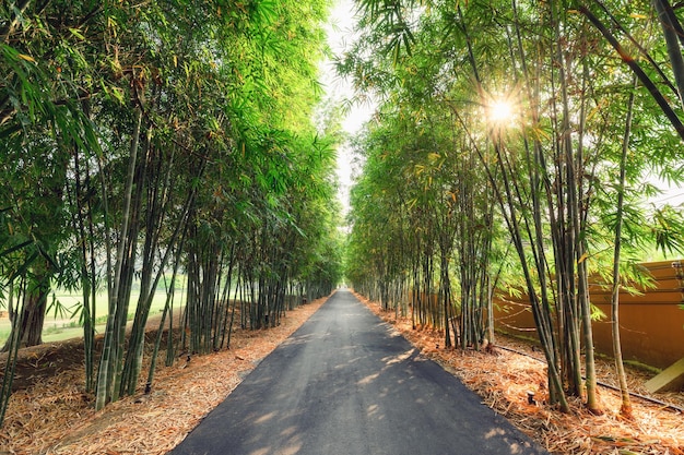 Green bamboo forest with asphalt road