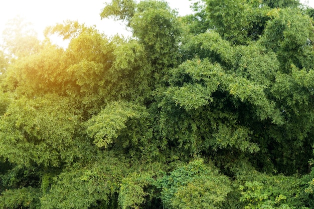 Foresta di bambù verde