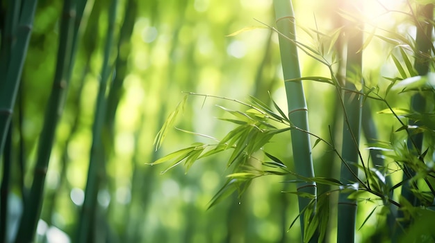 a green bamboo forest