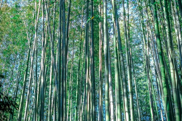 Green Bamboo grove, bamboo forest japan background concept texture