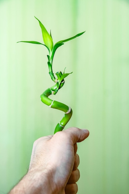 A Green bamboo in hands on background