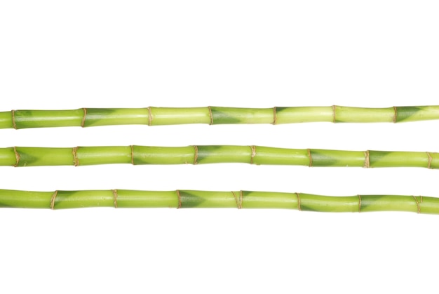 Green bamboo isolated