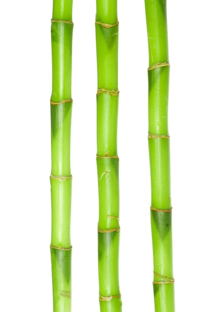 Green bamboo isolated