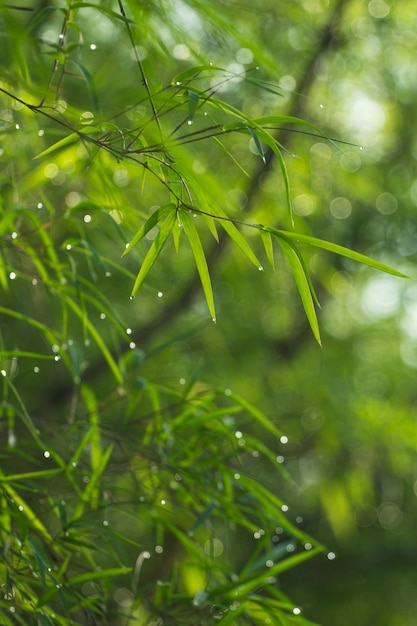 green bamboo leaf with dew in the morning