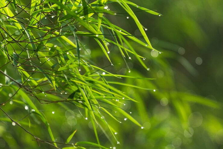Photo green bamboo leaf with dew in the morning
