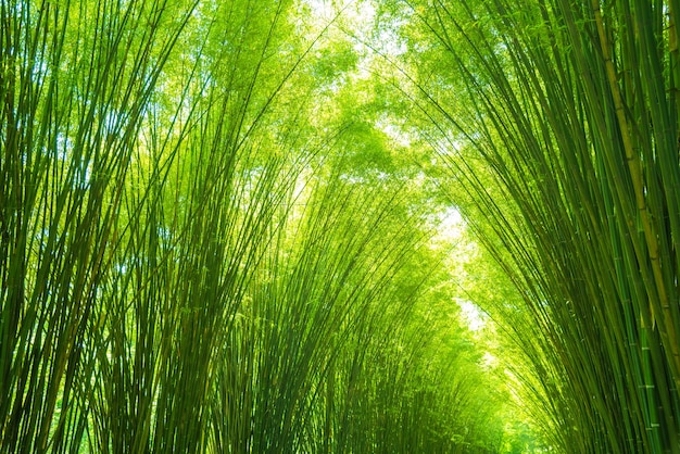 背景のための緑の竹の葉