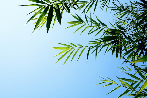 Green bamboo leaves on blue sky background