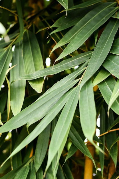 The green bamboo leaves free space for text or backgrounds