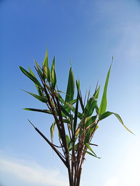 fotografia di sfondo all'aperto di bambù verde 2