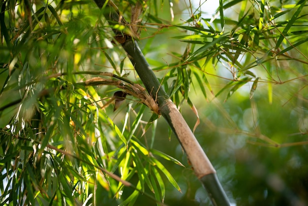 森の中の緑の竹の植物