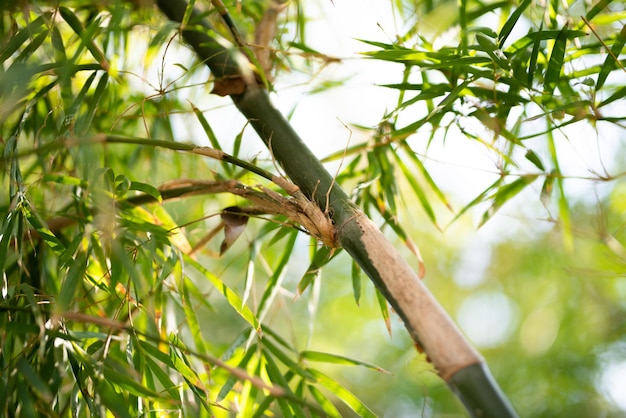 森の中の緑の竹の植物