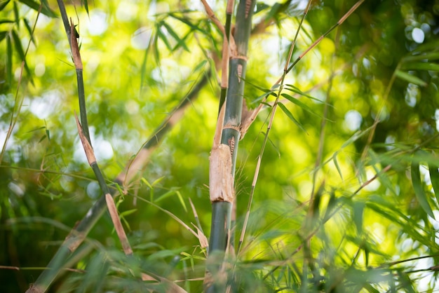 Piante di bambù verdi nella foresta