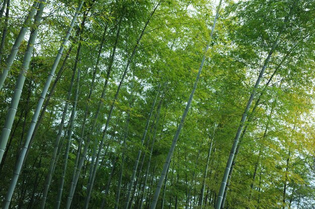 緑の竹のテクスチャの背景