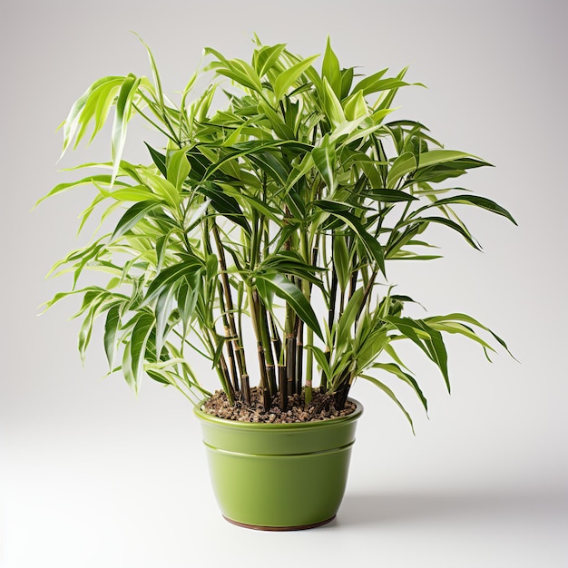 Green bamboo tree on white background