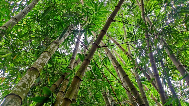 Green bamboo trees in Indonesia grow abundantly bamboo forests