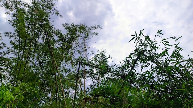 Green bamboo trees in Indonesia grow abundantly bamboo forests