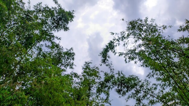 Green bamboo trees in Indonesia grow abundantly bamboo forests