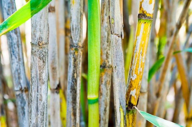 Green bamboo trunk