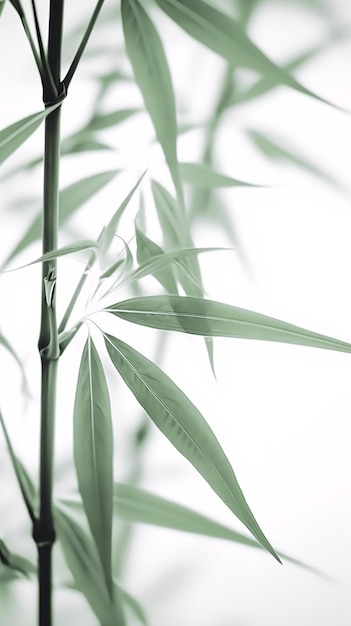 Green bamboo on white for your design and wallpaper