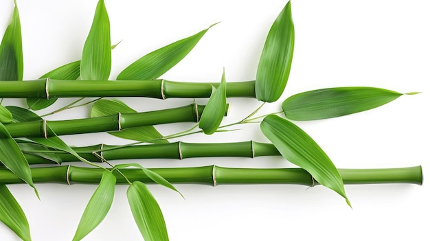 Green bamboo with leaves isolated on white background