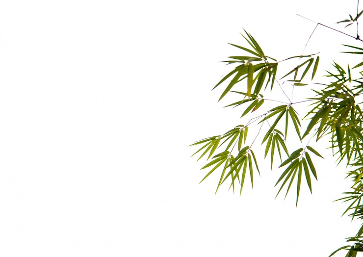 Photo green bamboo with white background