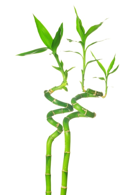 Green bamboo