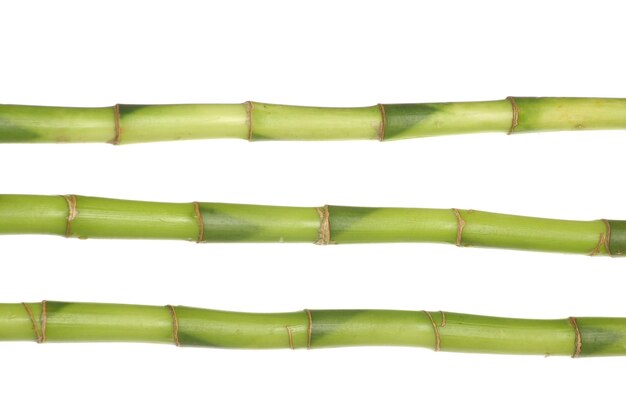 Green bamboo