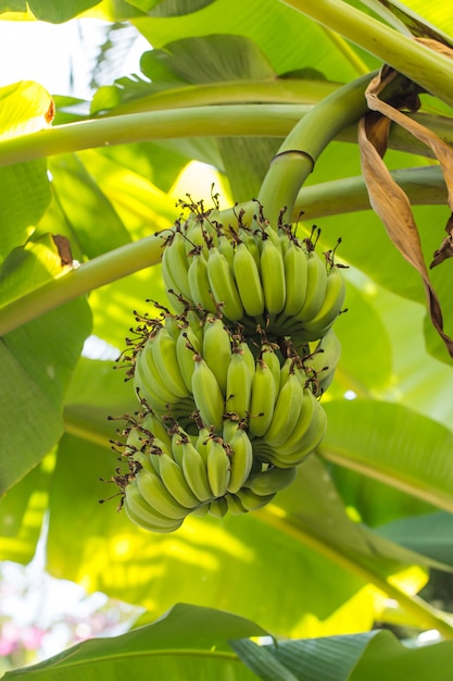 Green banana on banana tree