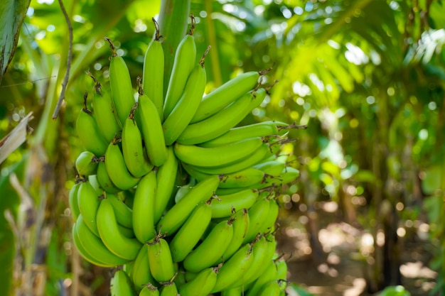 Green banana bunch at agriculture field.