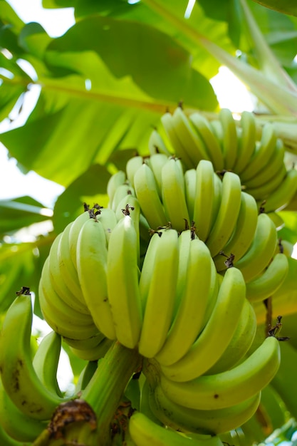 Green banana bunch at agriculture field.