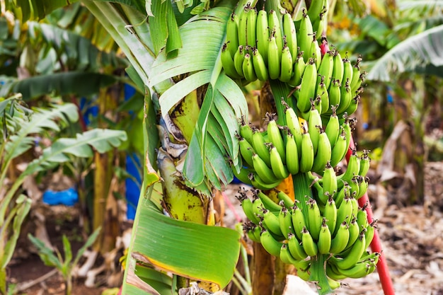 Mazzo di banana verde nella piantagione di banane.