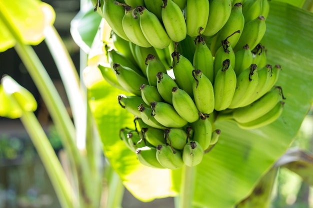 Green Banana bunch on tree in the garden