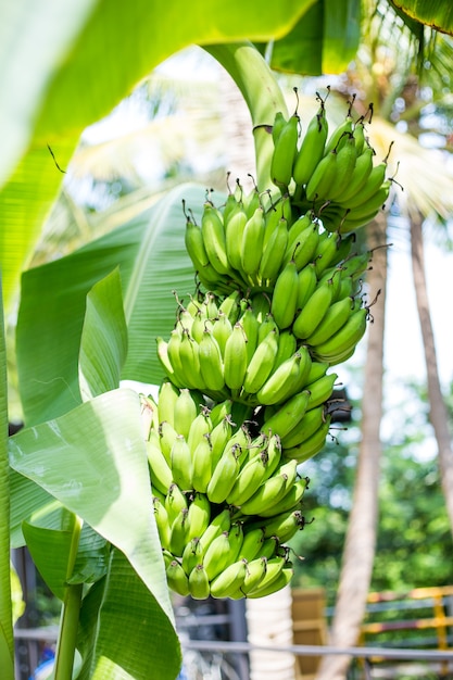 Green Banana bunch on tree in the garden