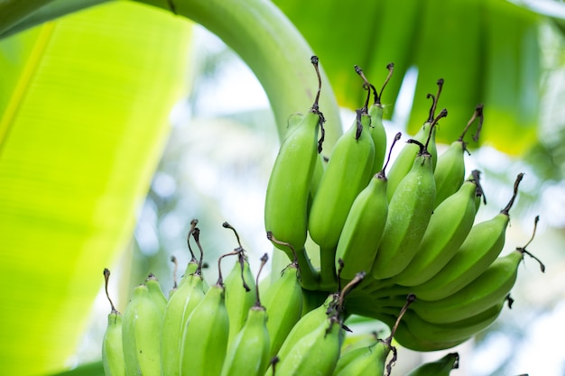 Green banana bunch on tree in the garden