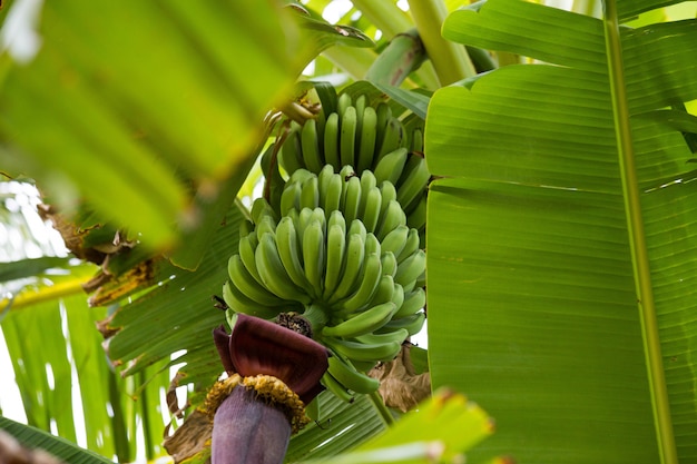 Green banana bunch in tree in the jungle close-up, unripe