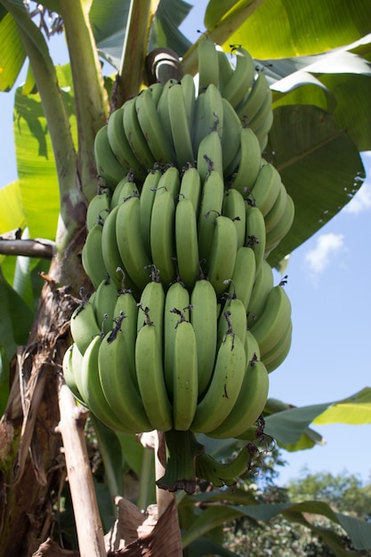 Mazzo verde di banane