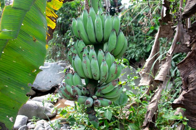 Зелёный банан вблизи. Банановый букет бананов на плантации.