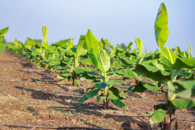 Green banana field in India