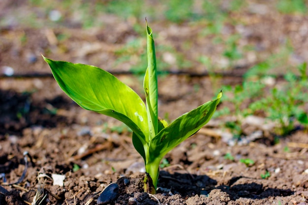 Green Banana field 